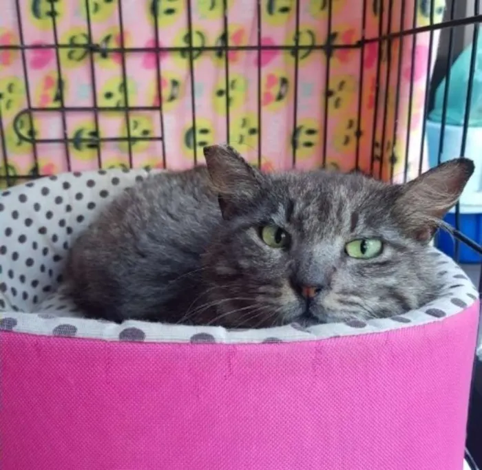 Gato ra a  idade 3 anos nome Alice