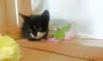 Tom