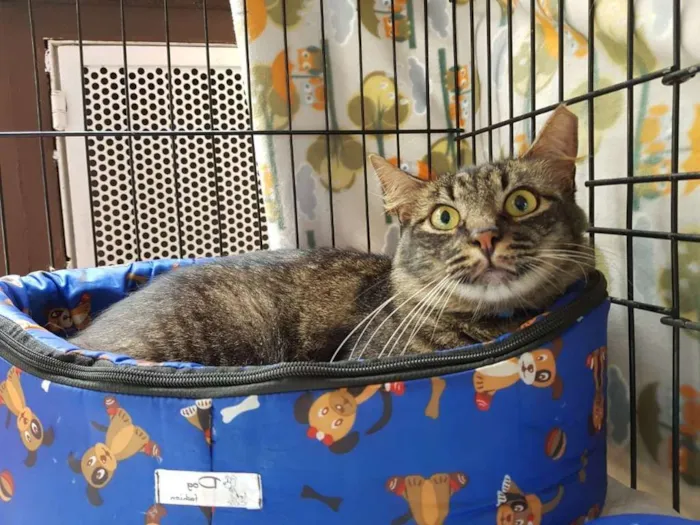 Gato ra a  idade 2 anos nome Sebastian