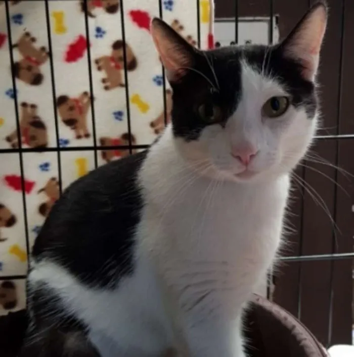 Gato ra a  idade 1 ano nome Romeu