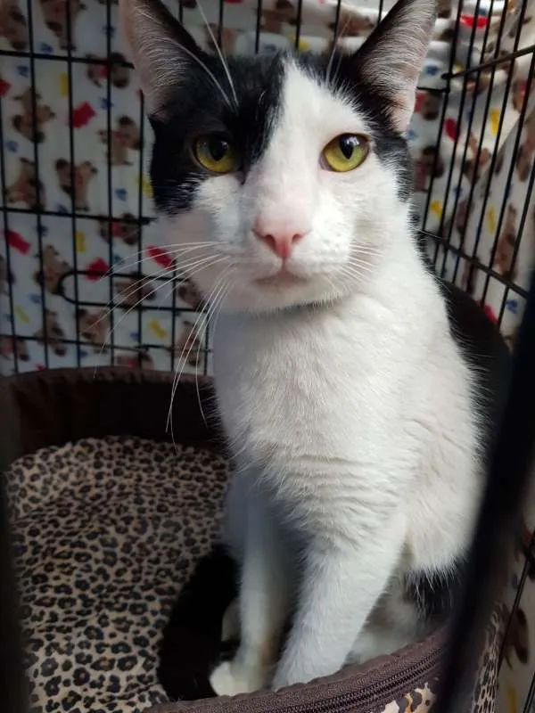 Gato ra a  idade 1 ano nome Romeu