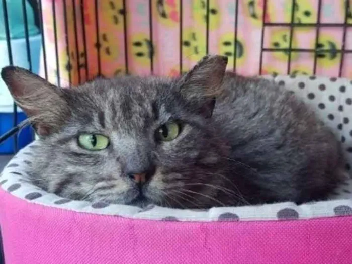 Gato ra a  idade 3 anos nome Alice