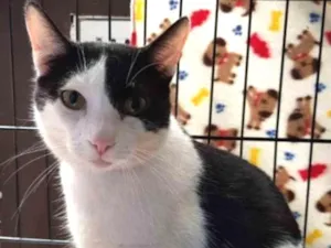 Gato raça  idade 1 ano nome Romeu