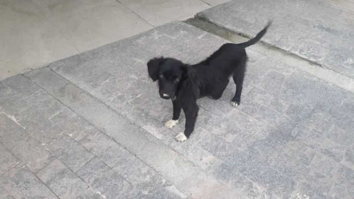 Gato ra a vira lata idade 1 ano nome pretinho