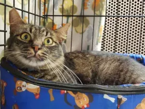 Gato raça  idade 2 anos nome Sebastian