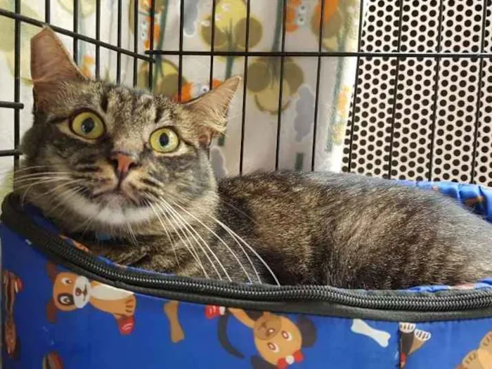 Gato ra a  idade 2 anos nome Sebastian