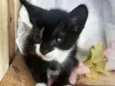 Tom