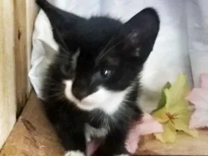 Gato raça SRD idade 2 a 6 meses nome Tom