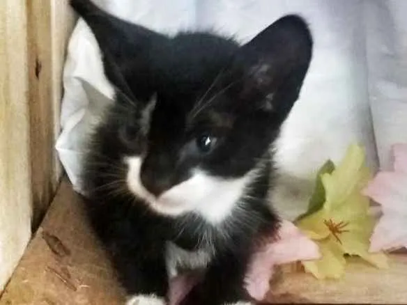 Gato ra a SRD idade 2 a 6 meses nome Tom