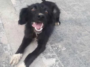 Gato raça vira lata idade 1 ano nome pretinho