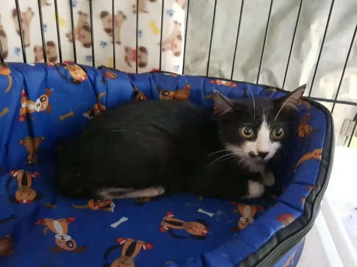 Gato ra a  idade Abaixo de 2 meses nome Tom
