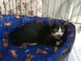 Tom