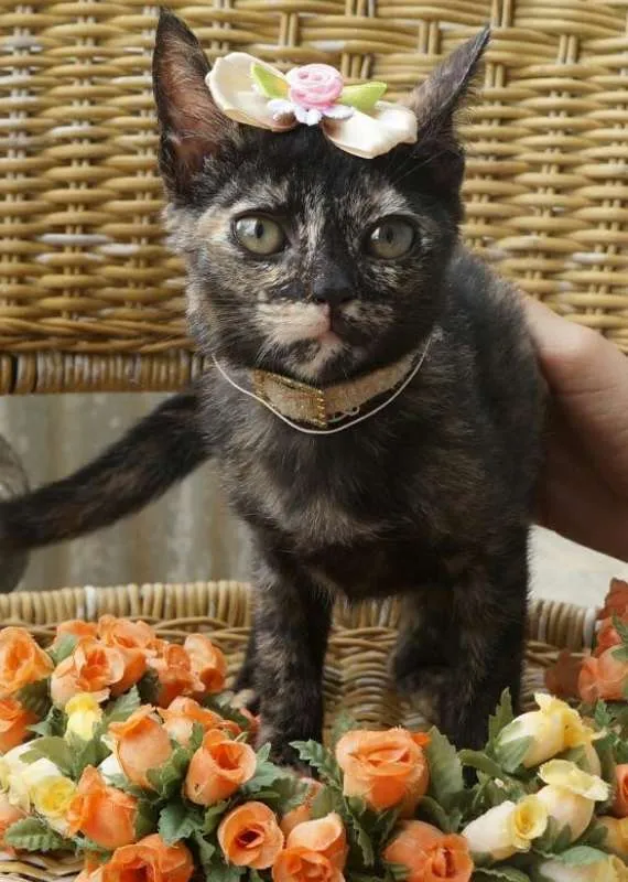 Gato ra a  idade 2 a 6 meses nome Pérola