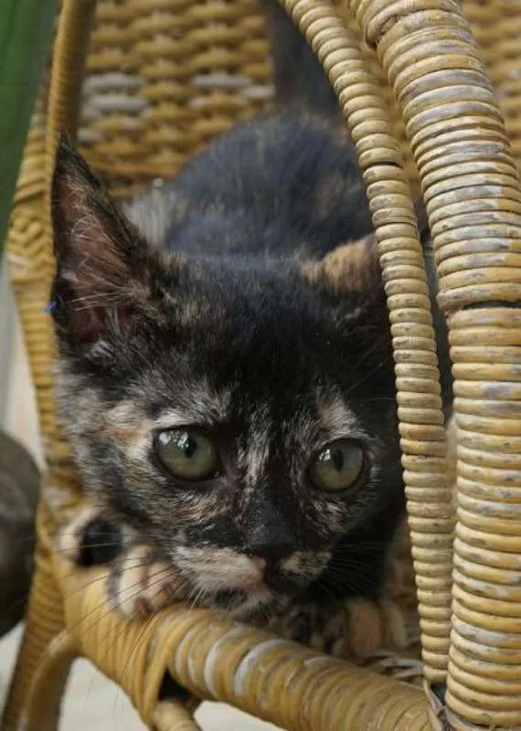 Gato ra a  idade 2 a 6 meses nome Pérola