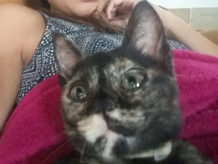 Gato ra a  idade 2 a 6 meses nome Pérola