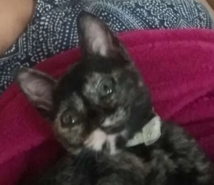 Gato ra a  idade 2 a 6 meses nome Pérola
