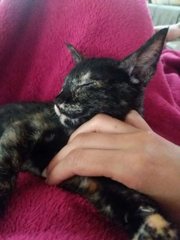 Gato ra a  idade 2 a 6 meses nome Pérola