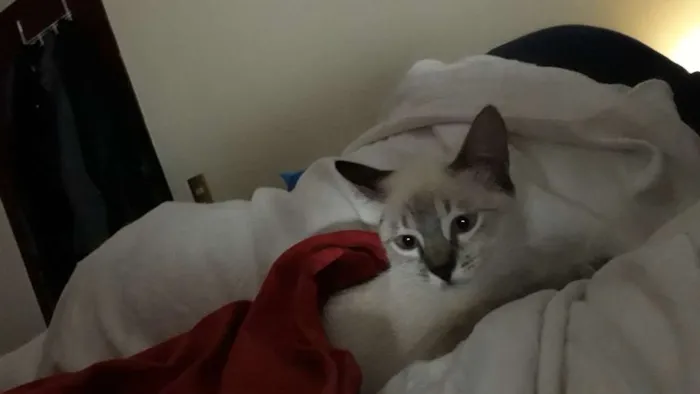 Gato ra a Srd idade 2 a 6 meses nome Filo