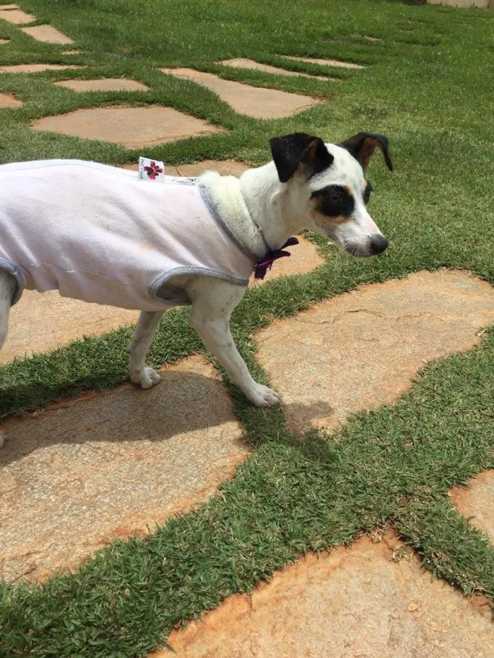 Cachorro ra a Srd idade 2 a 6 meses nome Lili