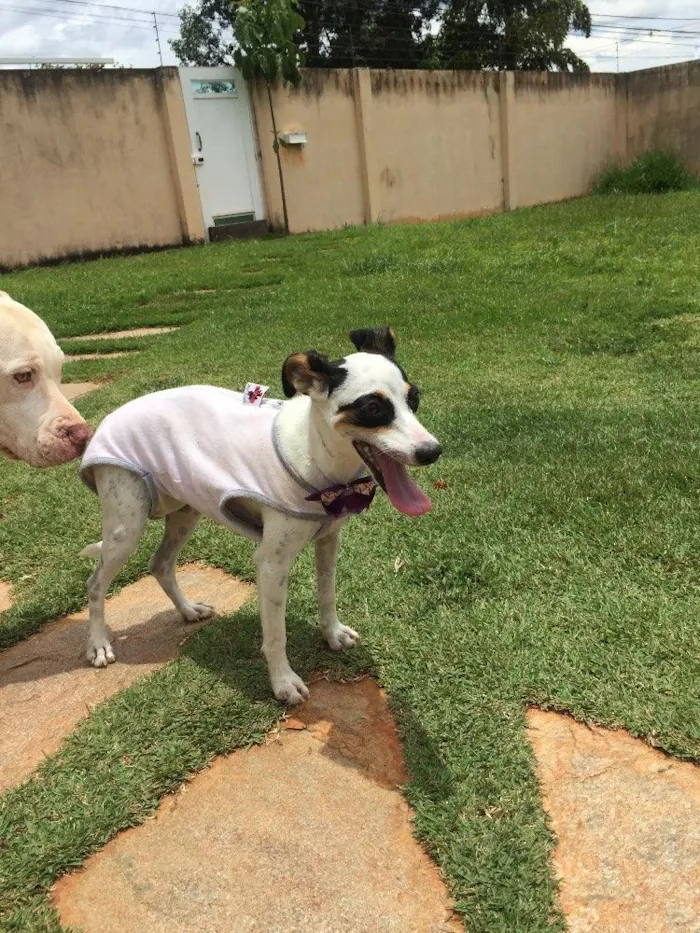 Cachorro ra a Srd idade 2 a 6 meses nome Lili