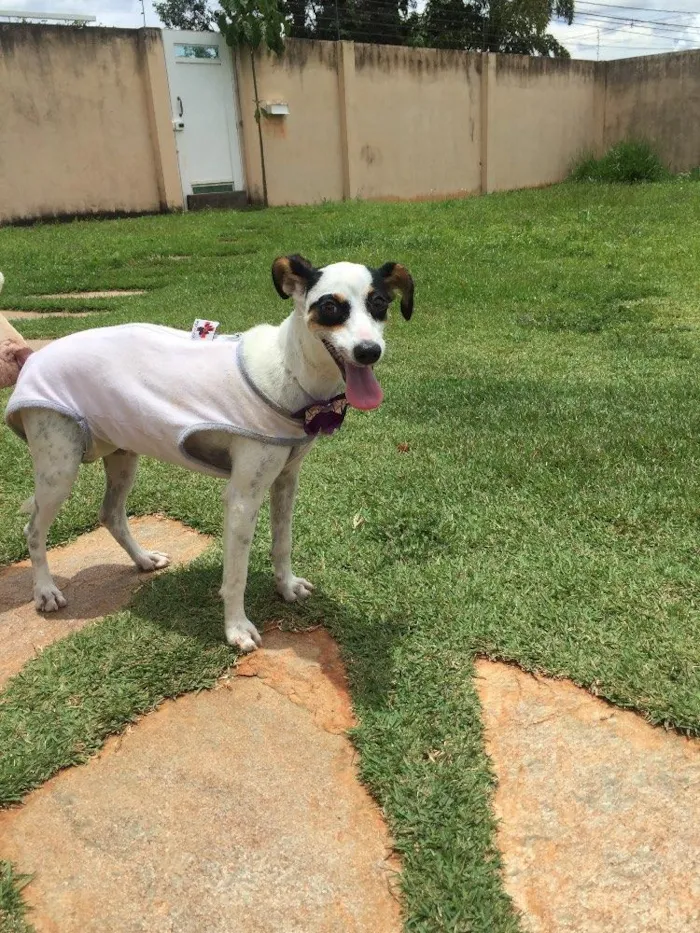 Cachorro ra a Srd idade 2 a 6 meses nome Lili
