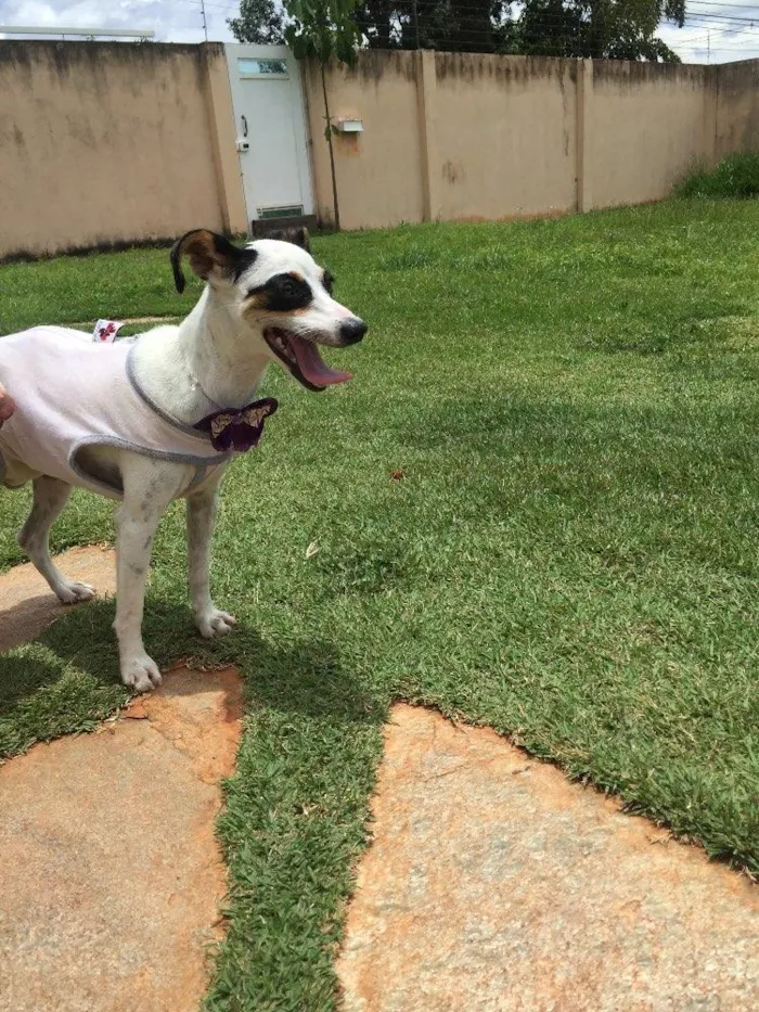 Cachorro ra a Srd idade 2 a 6 meses nome Lili