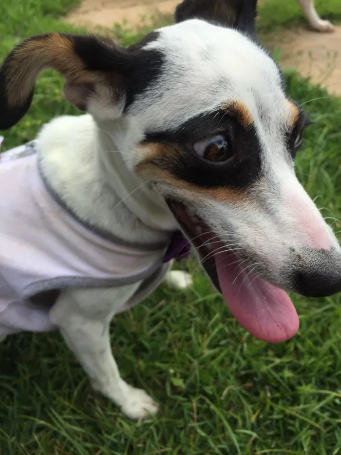 Cachorro ra a Srd idade 2 a 6 meses nome Lili