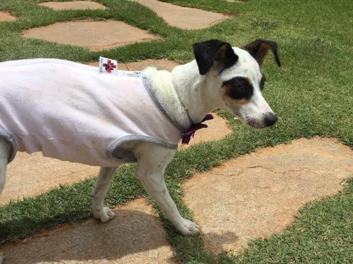 Cachorro ra a Srd idade 2 a 6 meses nome Lili