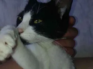 Gato raça Sem raça  idade 2 a 6 meses nome Sem nome 