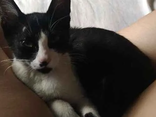 Gato raça Sem raça  idade 2 a 6 meses nome Sem nome 