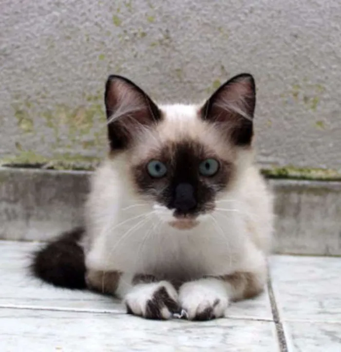 Gato ra a SRD idade 2 a 6 meses nome Charlie