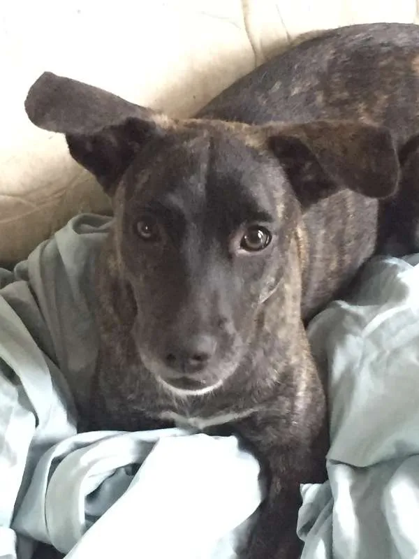 Cachorro raça SRD idade 7 a 11 meses nome Lolo
