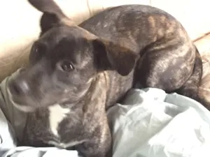 Cachorro raça SRD idade 7 a 11 meses nome Lolo