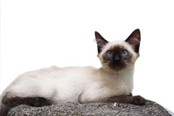 Gato ra a SRD idade 2 a 6 meses nome Miguel