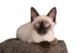 Alby