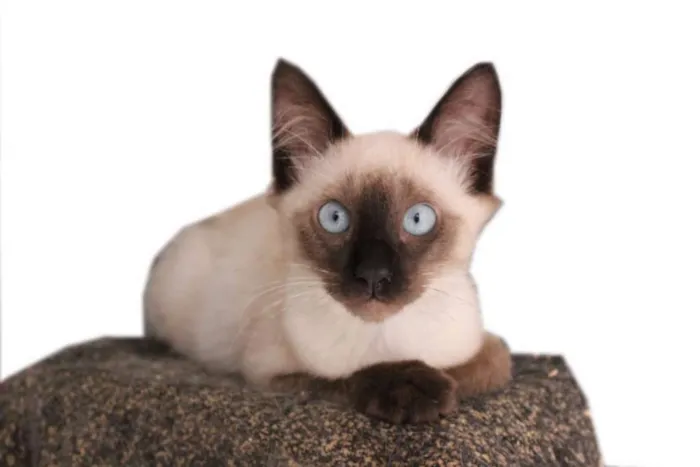 Gato ra a SRD idade 2 a 6 meses nome Alby