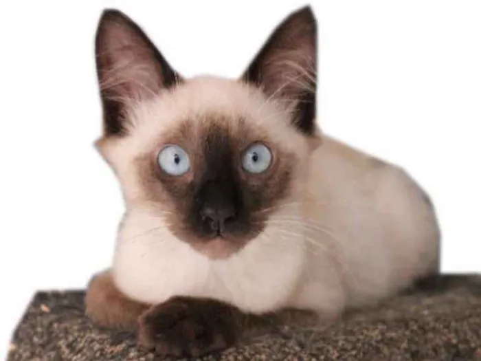 Gato ra a SRD idade 2 a 6 meses nome Alby