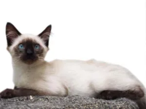 Gato raça SRD idade 2 a 6 meses nome Miguel
