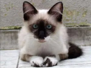 Gato raça SRD idade 2 a 6 meses nome Charlie