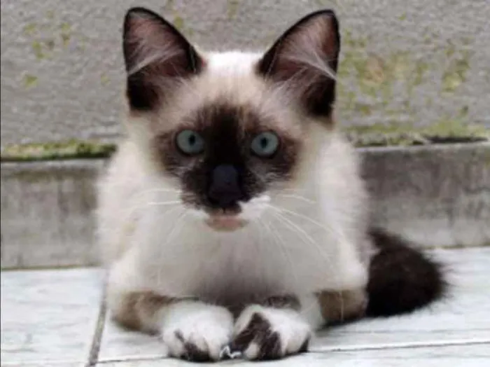 Gato ra a SRD idade 2 a 6 meses nome Charlie
