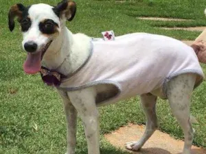 Cachorro raça Srd idade 2 a 6 meses nome Lili