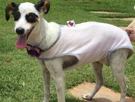 Cachorro ra a Srd idade 2 a 6 meses nome Lili