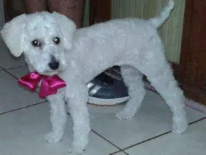 Cachorro raça Poodle idade 3 anos nome Petite