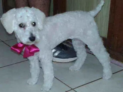 Cachorro raça Poodle idade 3 anos nome Petite