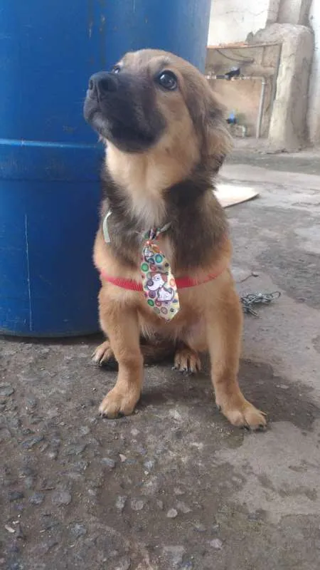 Cachorro ra a srd idade 2 a 6 meses nome URSINHO