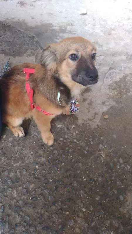 Cachorro ra a srd idade 2 a 6 meses nome URSINHO