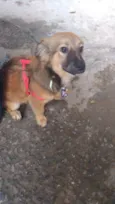URSINHO