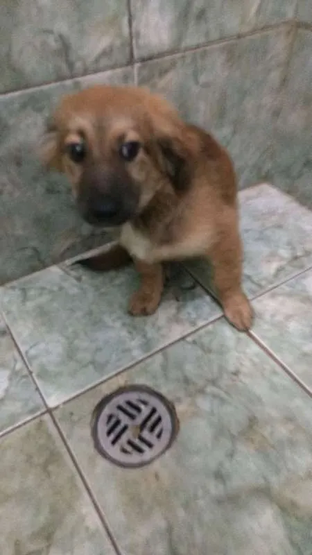 Cachorro ra a srd idade 2 a 6 meses nome URSINHO