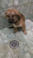 URSINHO