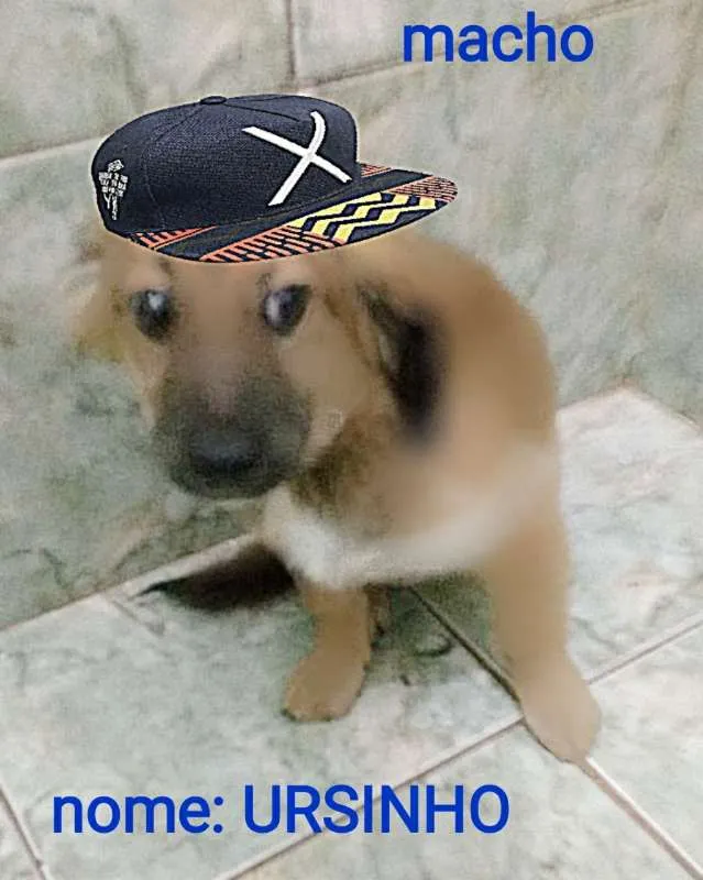 Cachorro ra a srd idade 2 a 6 meses nome URSINHO